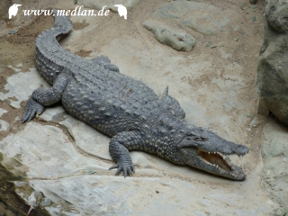 Tierpark; Krokodil, angeblich echt